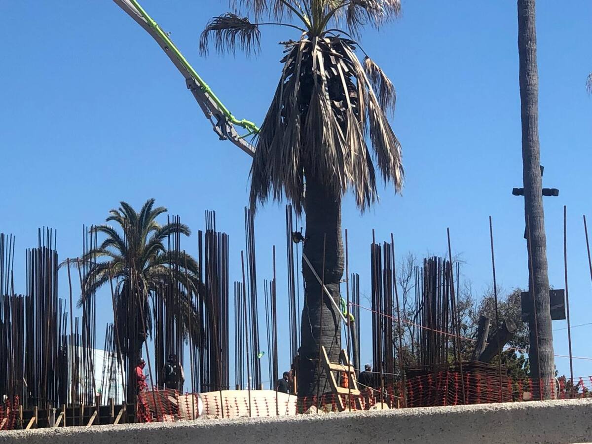 Las palmeras y árboles que se plantaron en ese entonces se encuentran con serios problemas de mantenimiento.
