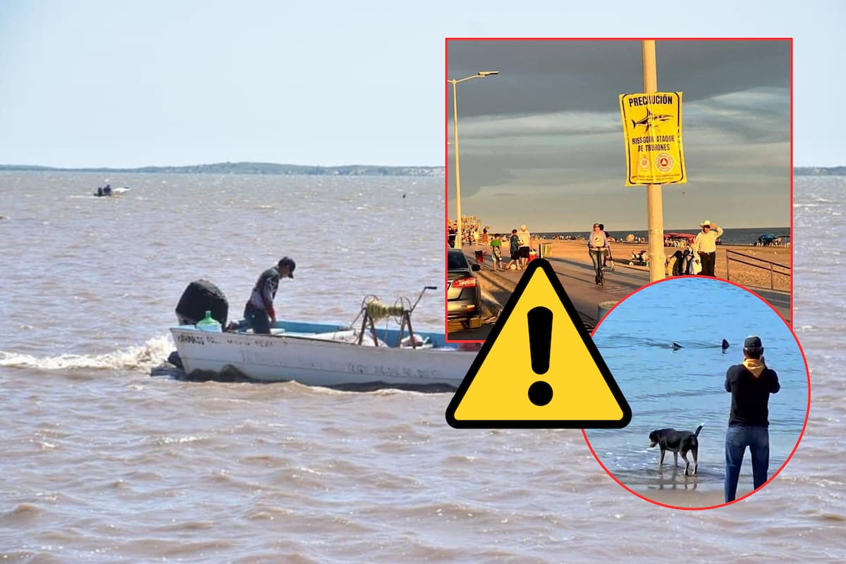 Ataques de tiburón en Sonora: suman al menos siete en los últimos años