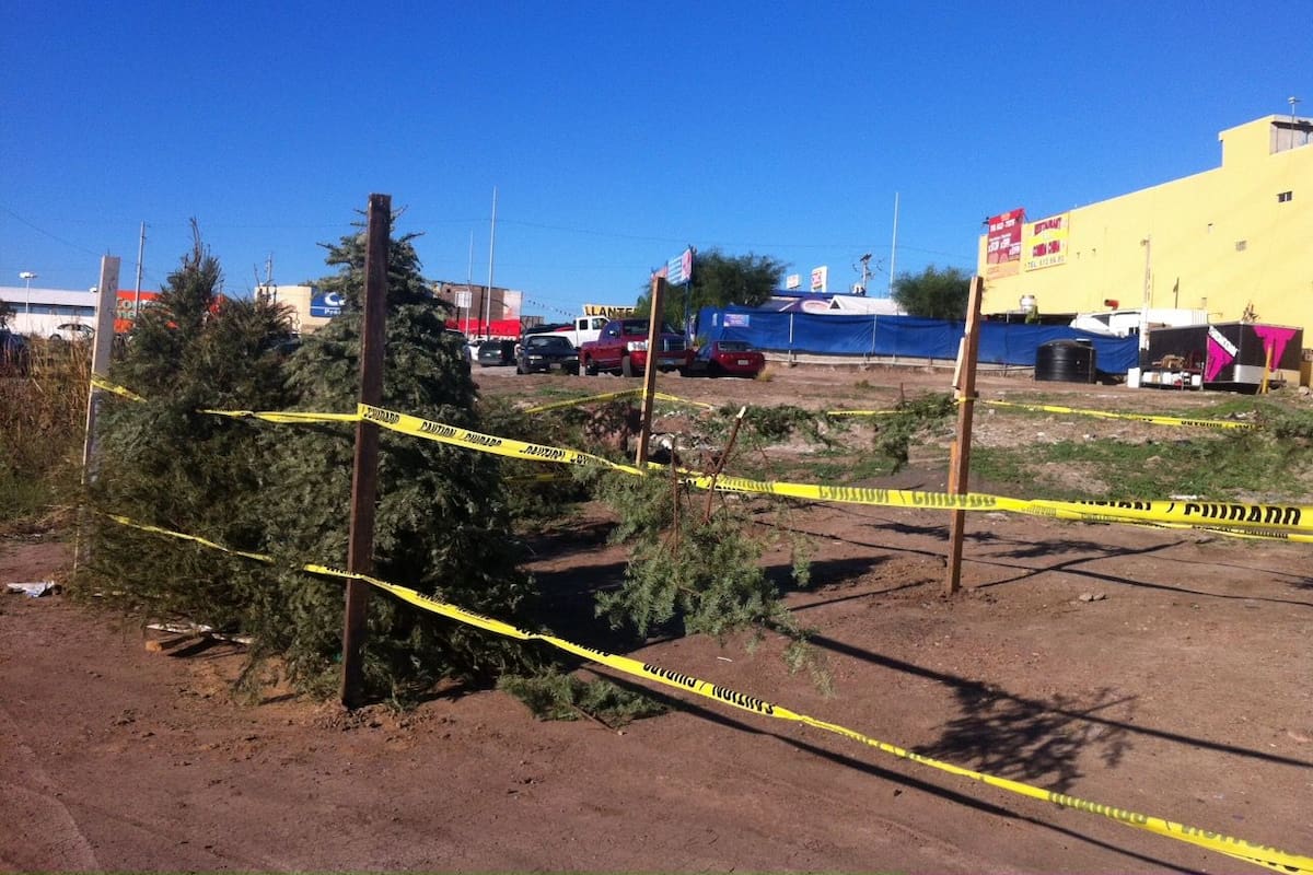 Habilitarán centro de acopio para árboles navideños en Rosarito