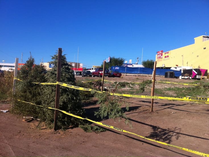Habilitarán centro de acopio para árboles navideños en Rosarito