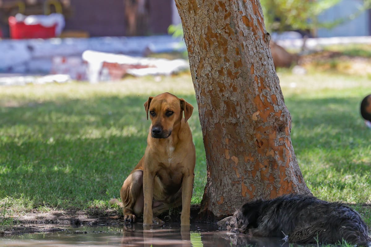 Buscan a pareja acusada de envenenar perros en la colonia México, en SLRC