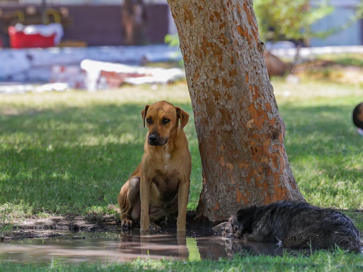 Buscan a pareja acusada de envenenar perros en la colonia México, en SLRC