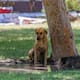 Buscan a pareja acusada de envenenar perros en la colonia México, en SLRC