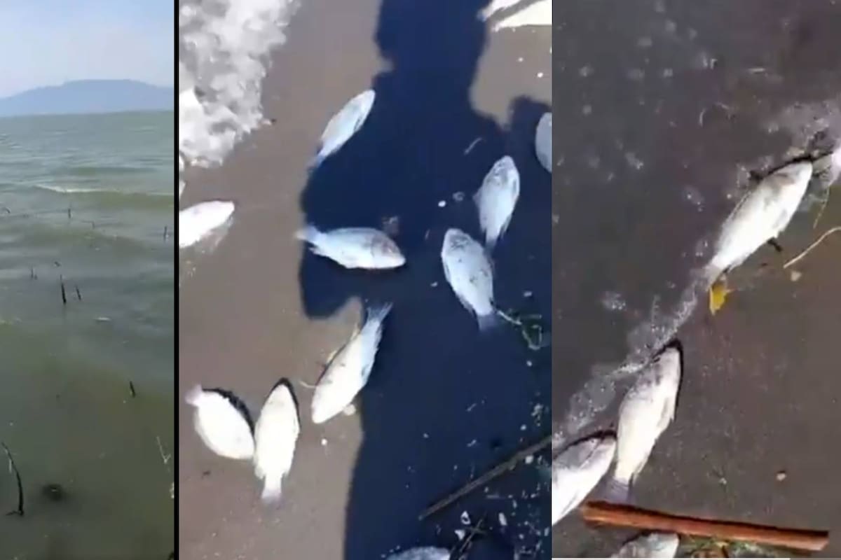 Comunidad en alarma por mortandad masiva de peces en el Lago de Chapala