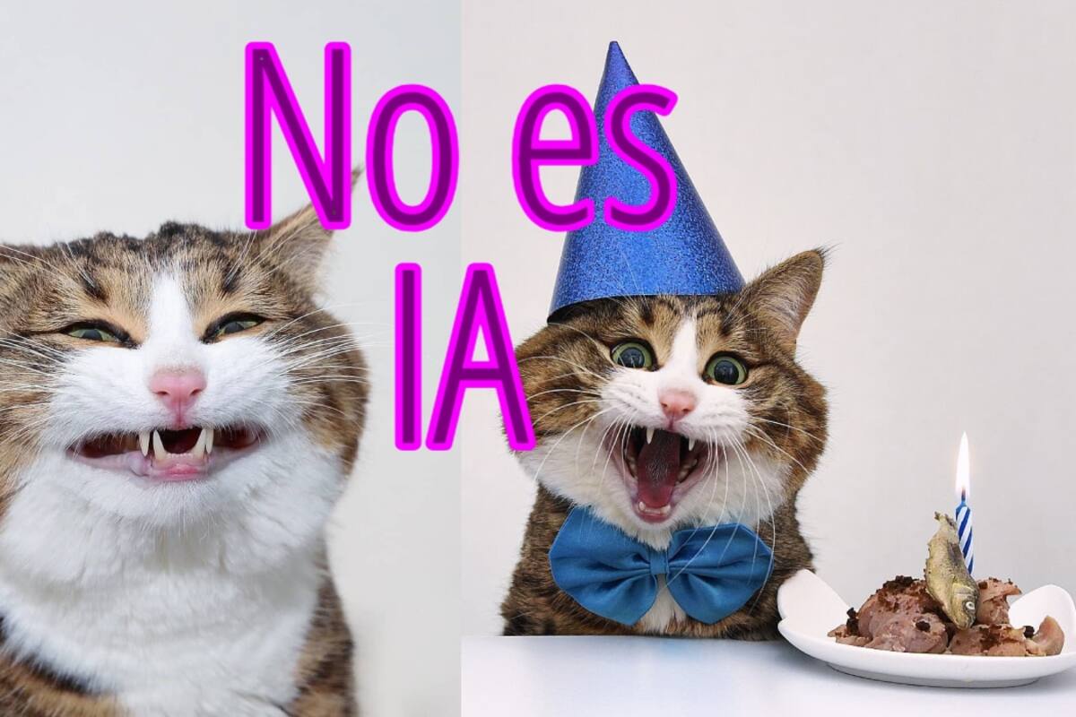 FOTOS: Conoce a Rexie, el gato más expresivo del mundo