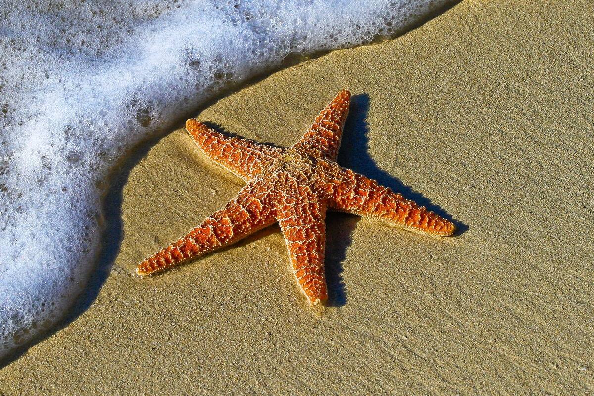Encuentran estrella de mar de 19 brazos