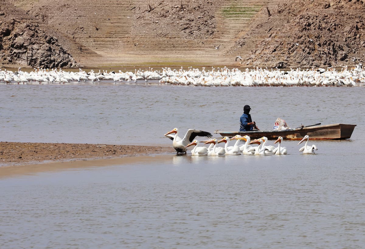 En la poca agua que queda en algunas partes de la presa “El Mocúzari”, pescadores extraen lo poco que queda de peces, compitiendo con las
aves que acuden a alimentarse.