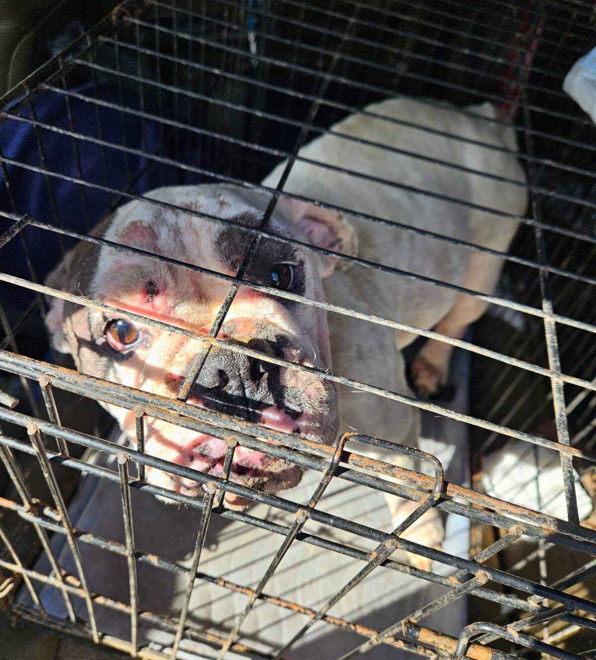 Algunos de los canes presentaban condiciones alarmantes de desnutrición, enfermedad y maltrato, heridas en piel por sarna y pulgas, y otros tantos con síntomas avanzados por enfermedades virales.