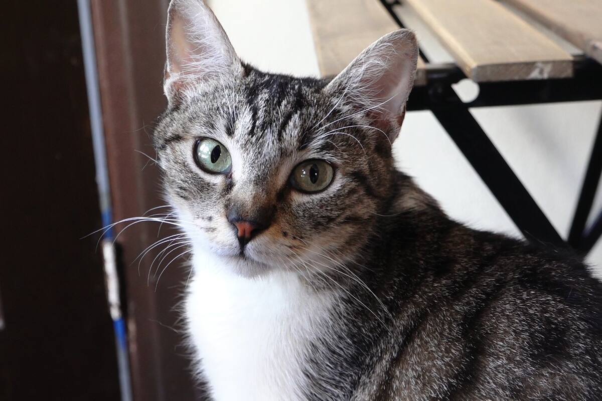 Café que rescata gatitos necesita ayuda