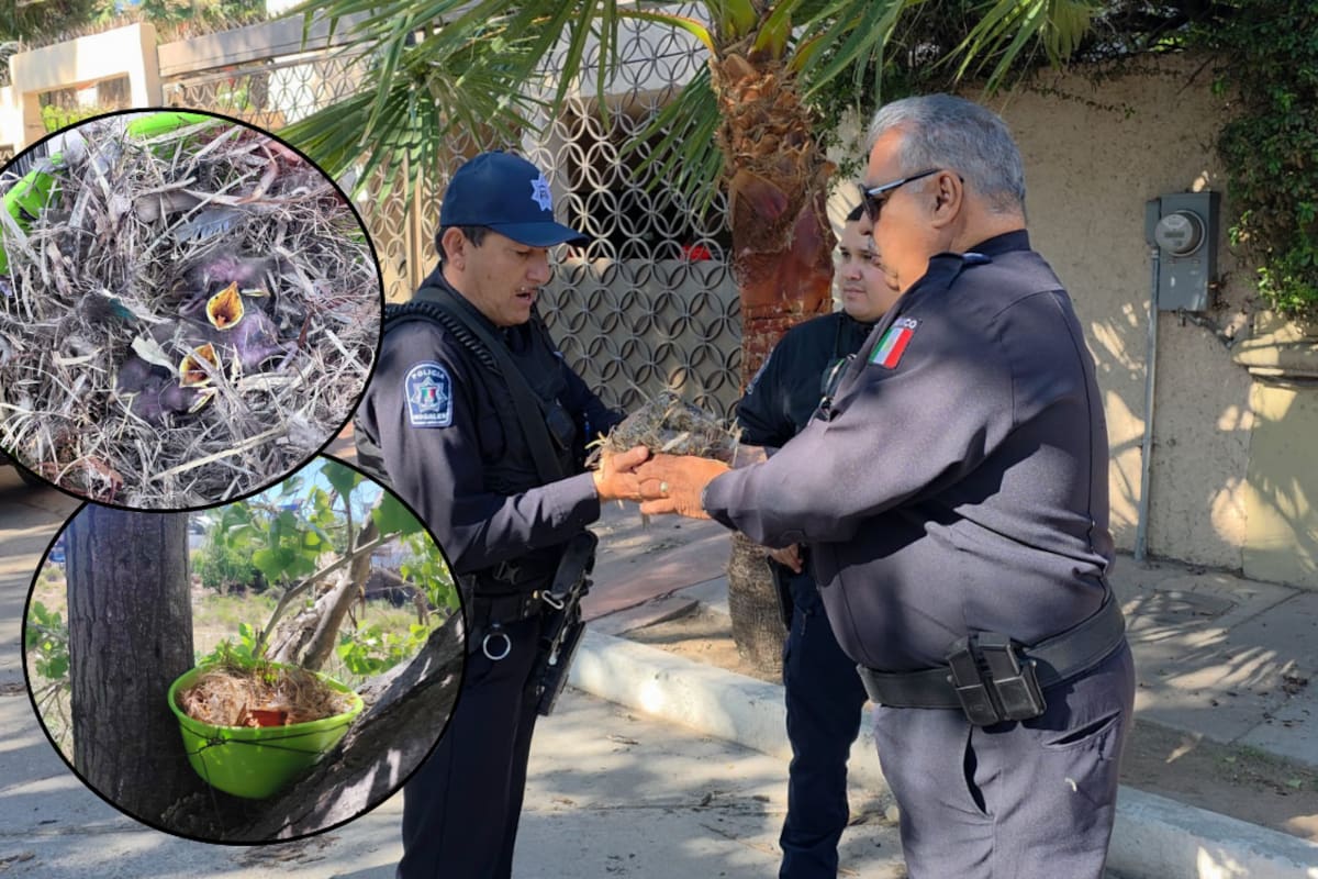 Rescatan a polluelos de sinsonte negro en Nogales