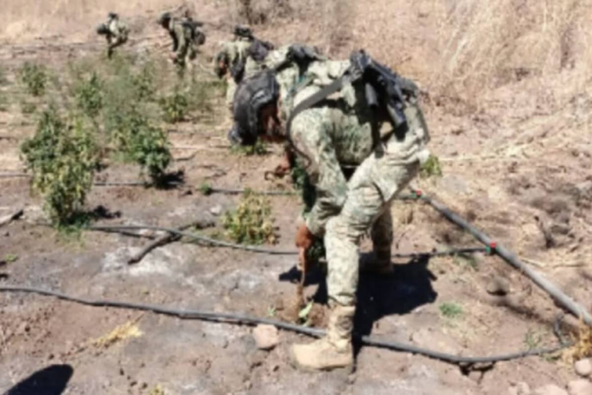 Destruyen plantío de marihuana en Cosalá tras operativo interinstitucional