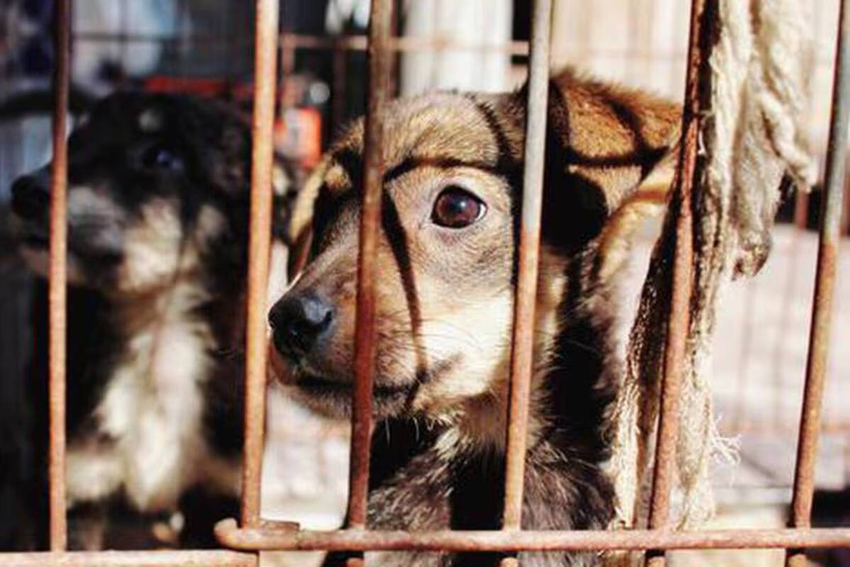 Perrita "Hícara" es rescatada de probable caso de maltrato animal en Hermosillo: AMIC