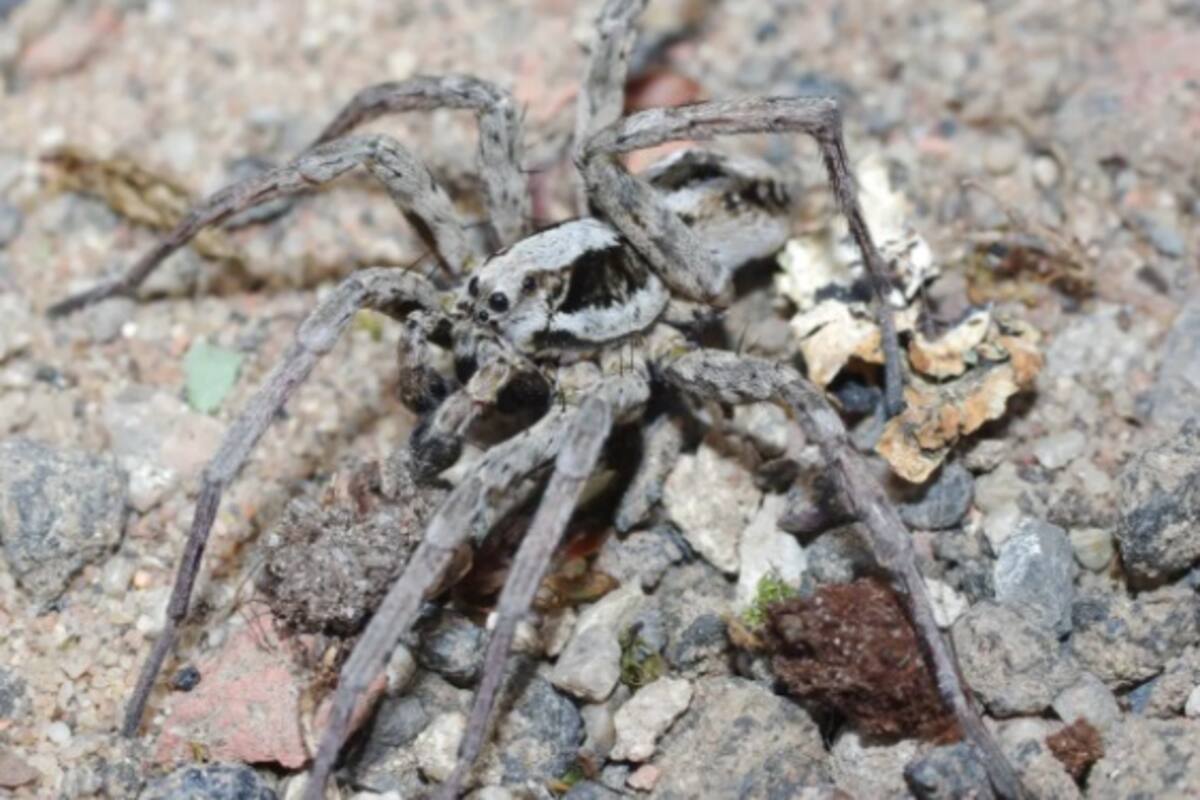 Araña que se creía extinta desde hace dos décadas ha sobrevivido oculta