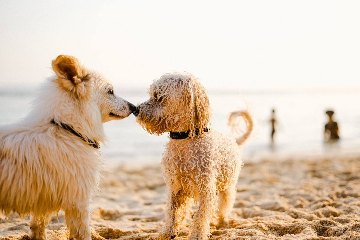 La moda pet friendly: Un fenómeno en aumento
