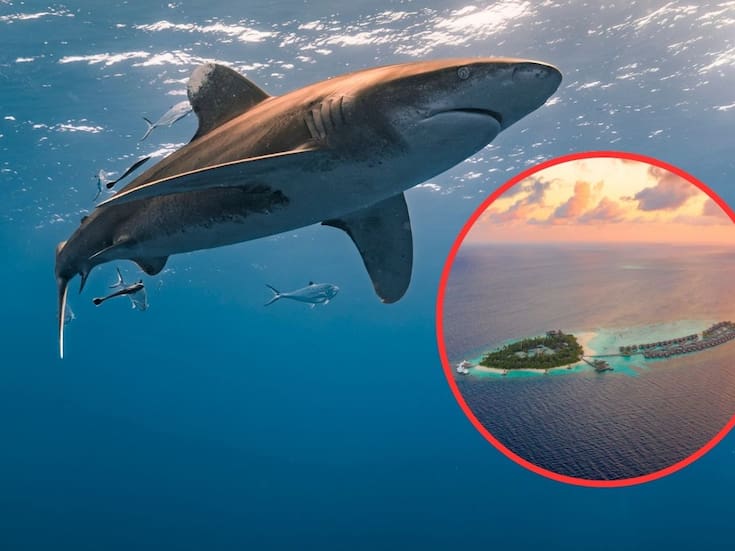 Mujer muere tras ser atacada por tiburón en Islas Vírgenes; es la segunda víctima fatal en aguas de EEUU en semanas