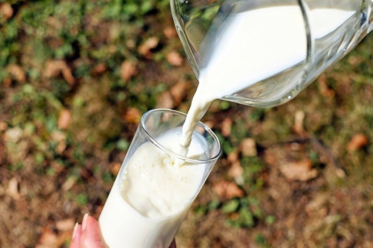 Descubre los detalles de la leche de cucarachas
