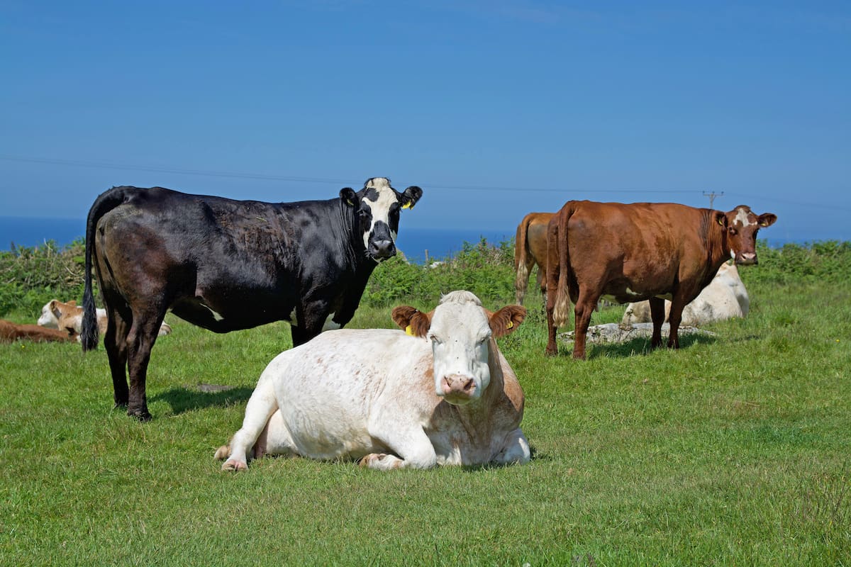 Cinco vacas fueron abandonadas en una isla remota en 1871 y su ADN reveló 130 años después que la diversidad genética que tenían desde el inicio les permitió sobrevivir pese al aislamiento y la consanguinidad
