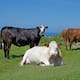 El ADN de cinco vacas desafía una teoría científica