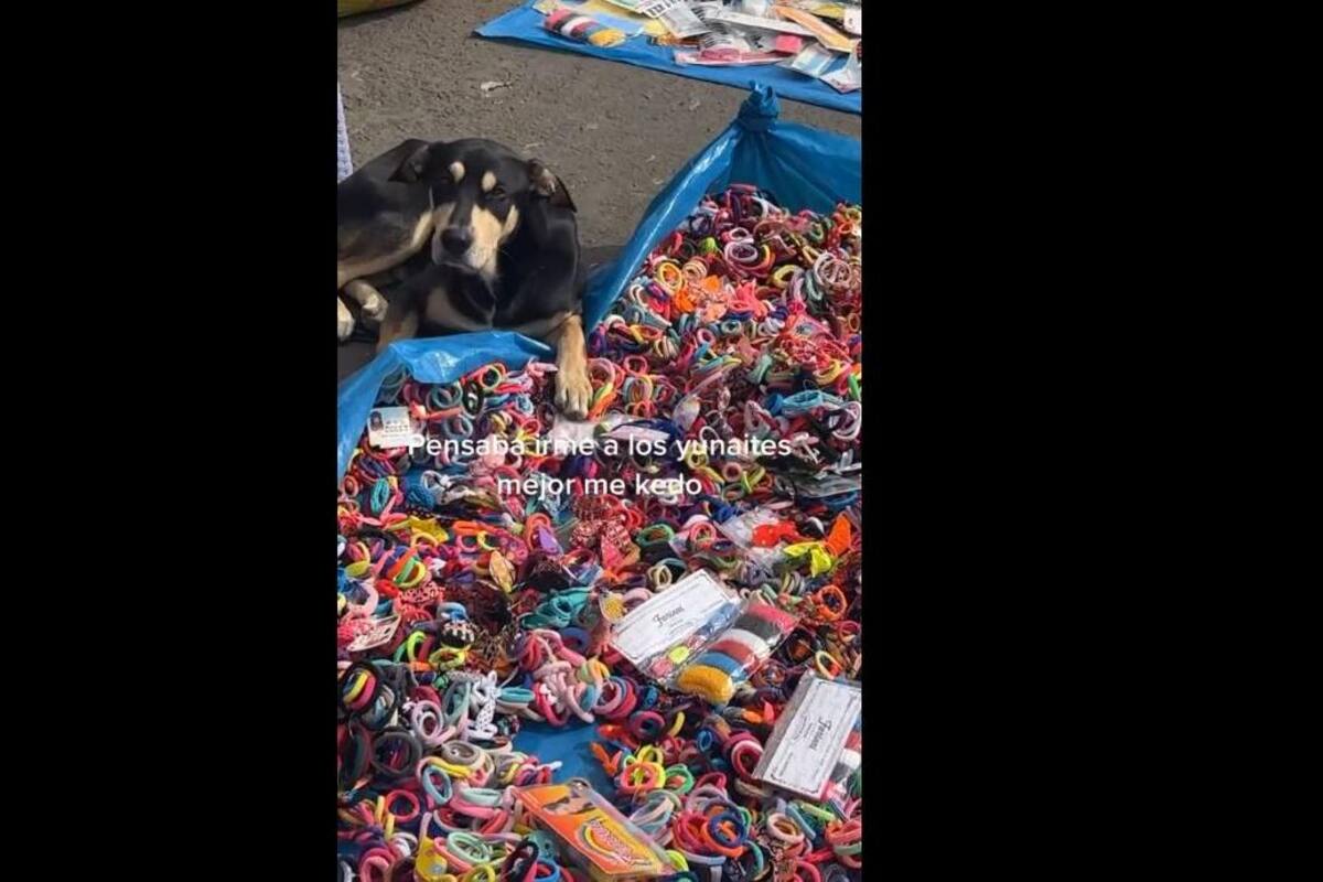TIKTOK VIDEO: Perrito cuida el negocio de su dueño mientras no está