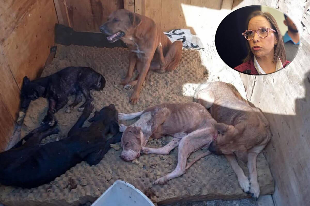 Suma BC 270 casos de daño en animales