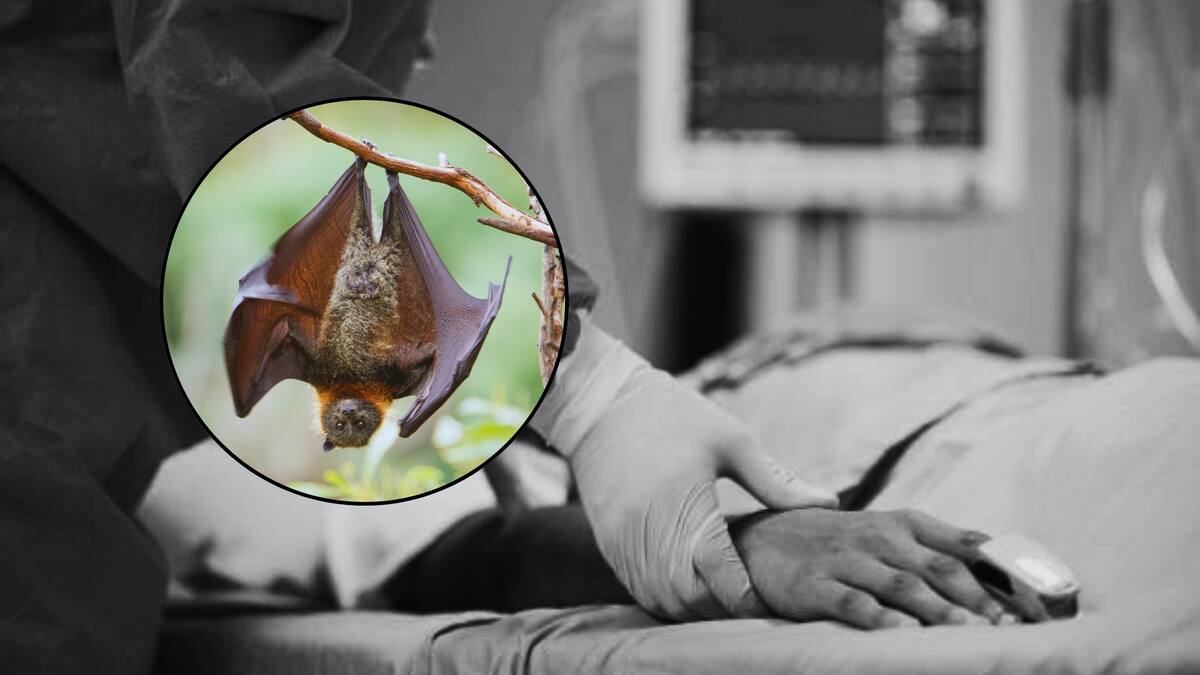 Hombre muere de rabia tras ser mordido por un murciélago en Oaxaca. Foto: Especial