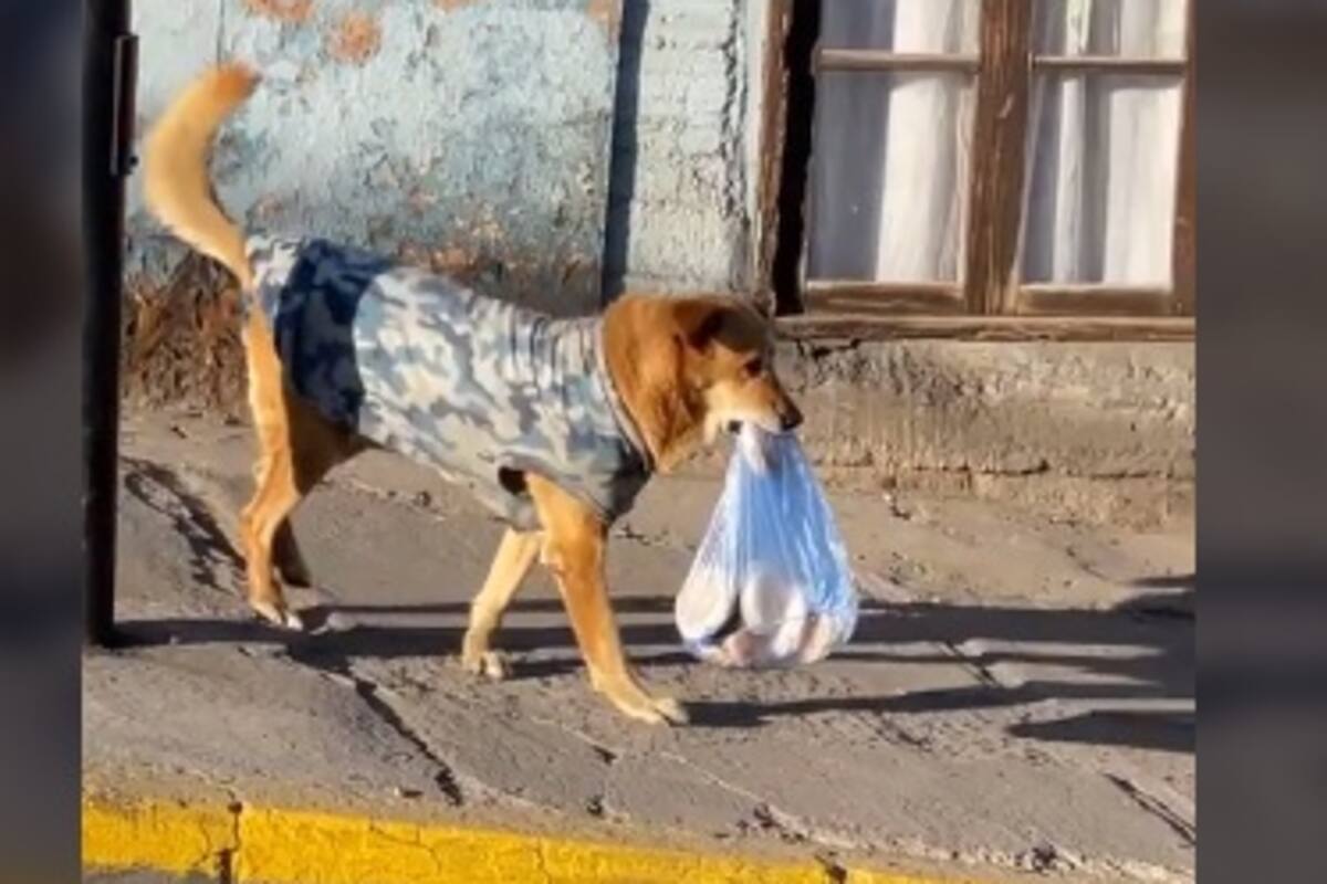 Perrito cargando bolsa de pan hasta su casa se hace viral