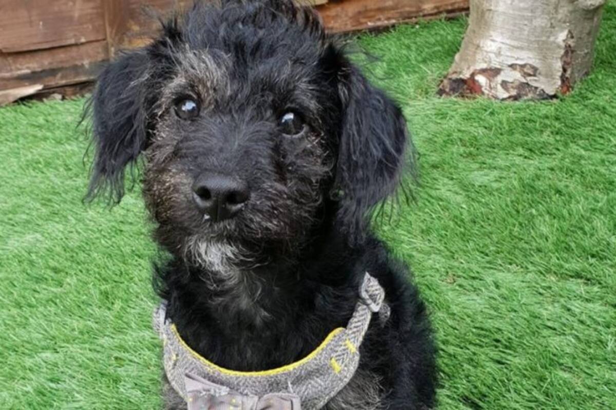 VIDEO: Perrito “ladrón de dentaduras” causa sonrisas en la red