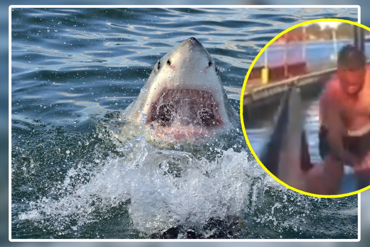 VIDEO: Tiburón ataca brutalmente a hombre que intentaba regresarlo al mar en Australia