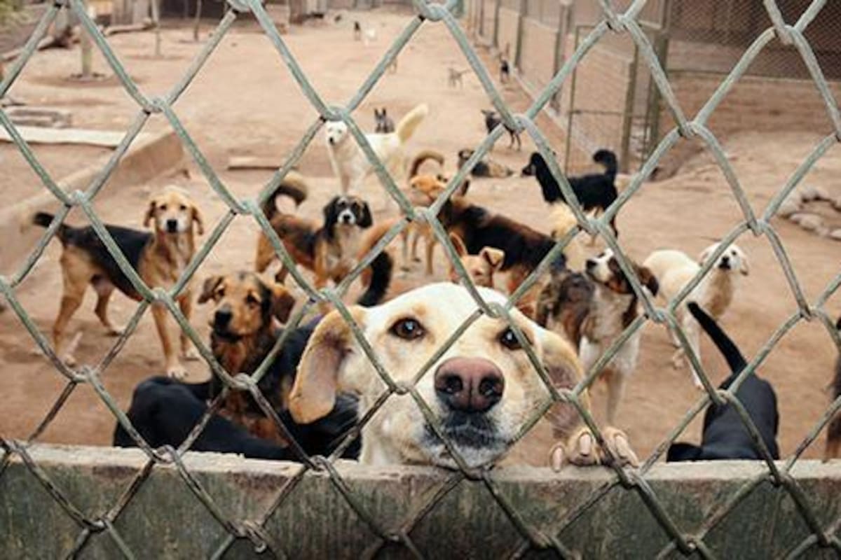 Inicia la construcción de un nuevo refugio para perritos en el Estado de México