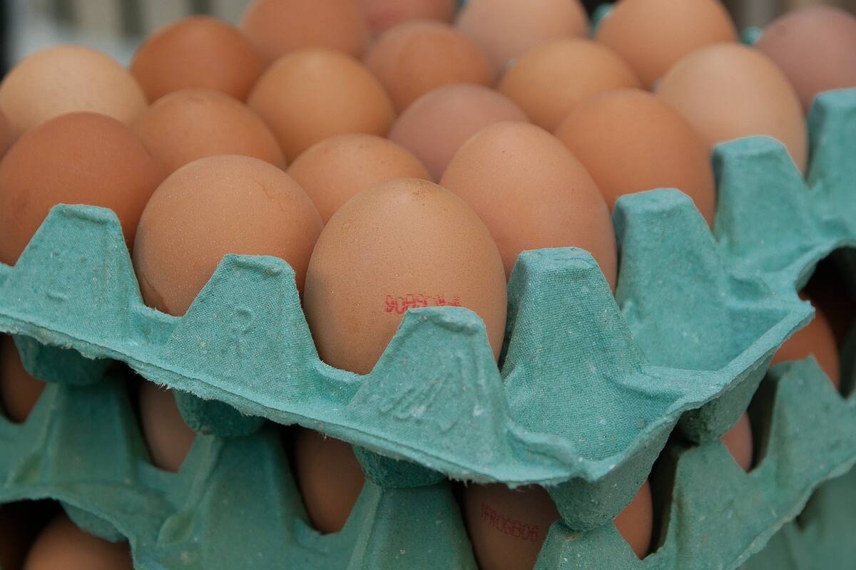 ¿Comer huevo todos los días es saludable? Esto es lo que se sabe
