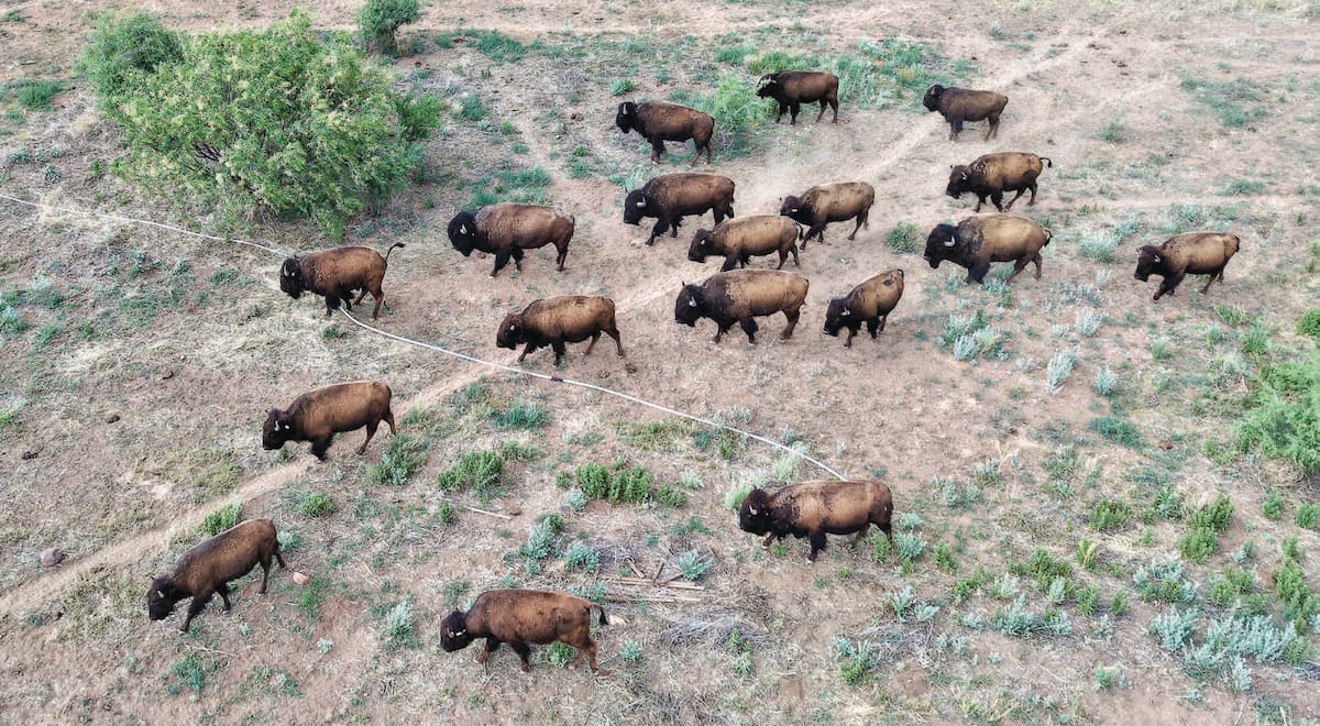 Los bisontes fueron traídos de Janos, Chihuahua, a la reserva cuenca Los Ojos cercana a Agua Prieta, Sonoга.
