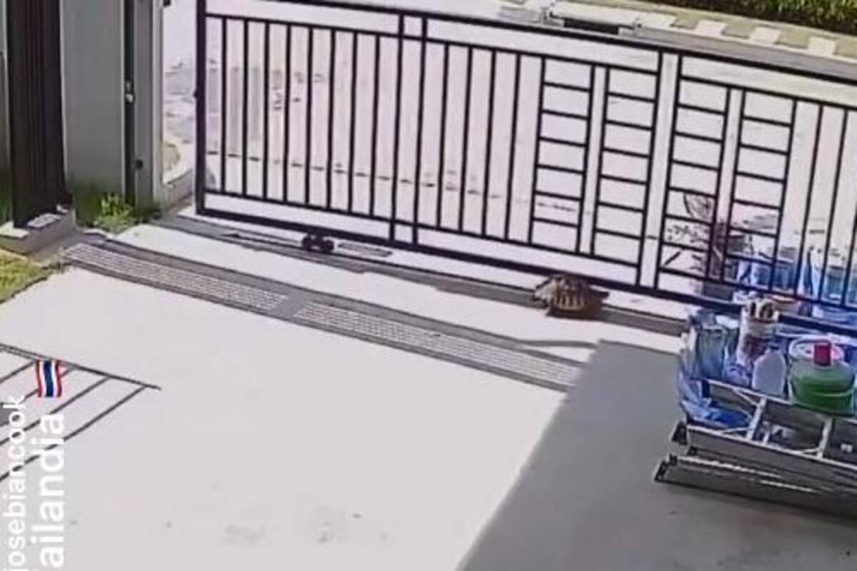 Viral: Tortuga abre reja con su caparazón