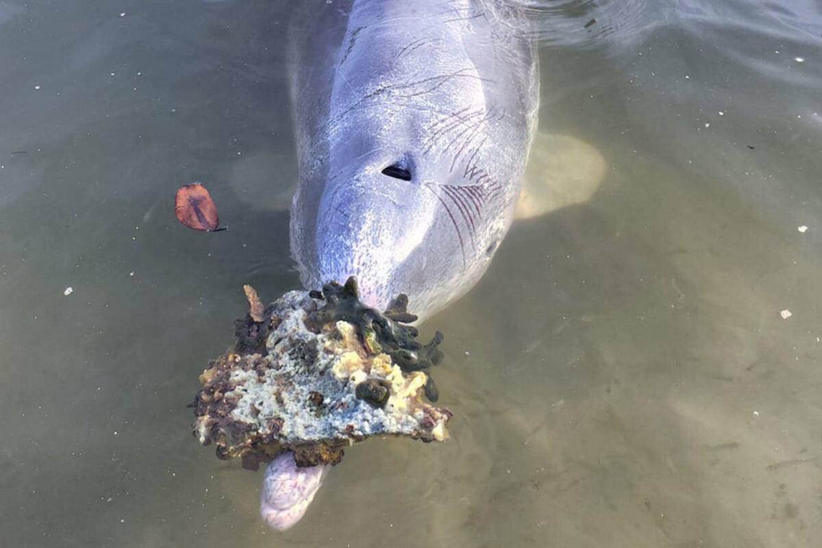Ingenioso delfín lleva regalos a los humanos a cambio de comida