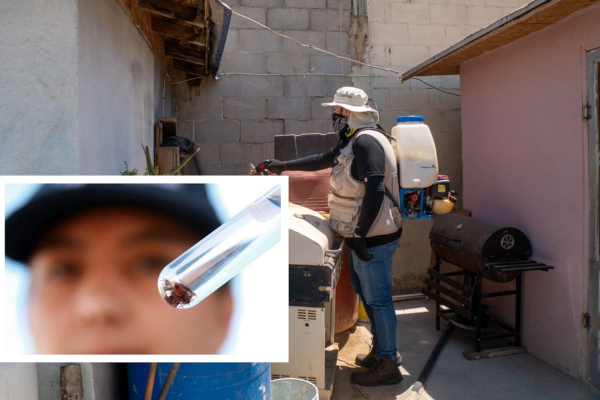 Rickettsia en Sonora: 23 personas han fallecido en lo que va del 2025