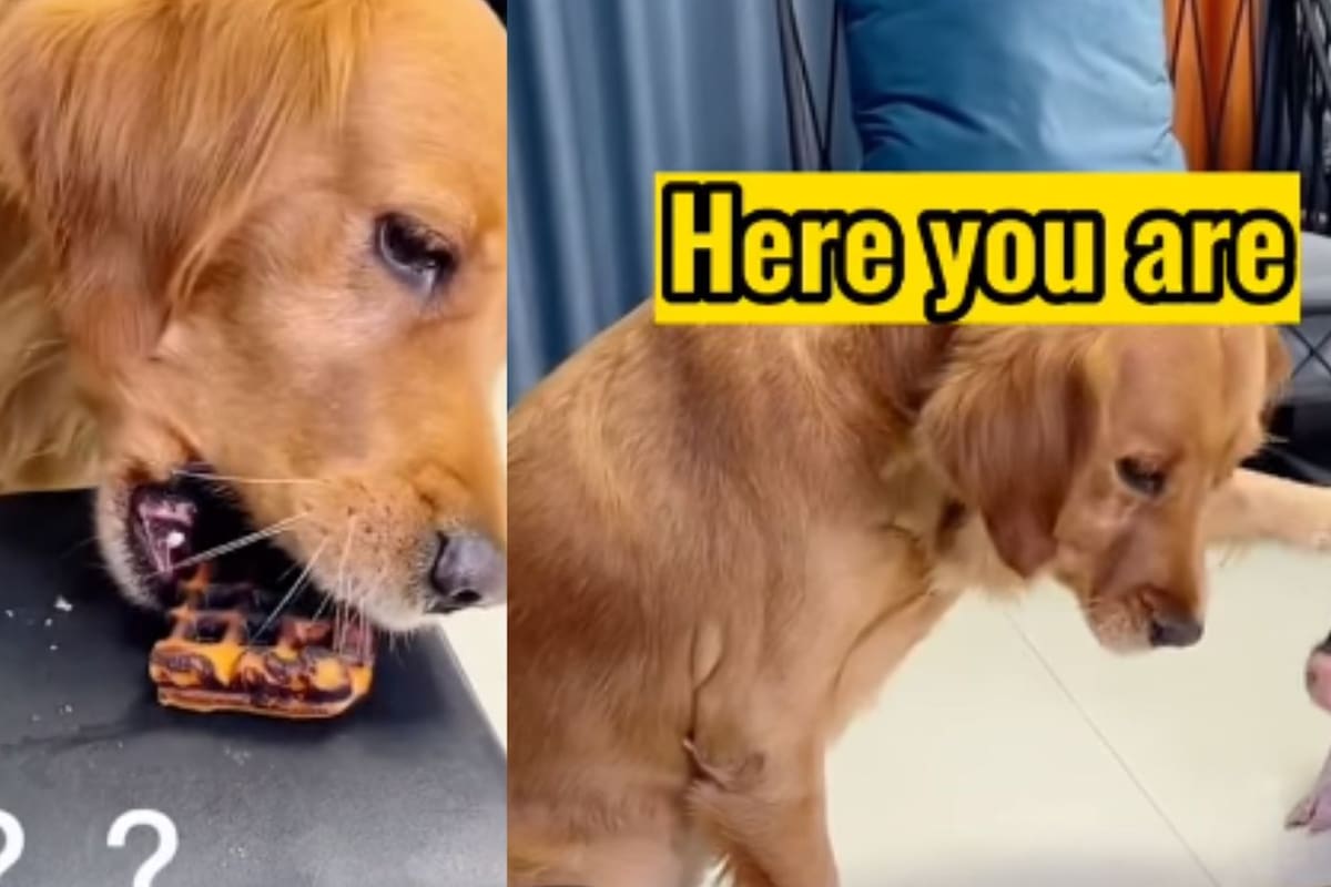 VÍDEO VIRAL: Cachorro le comparte un waffle quemado a un puerquito