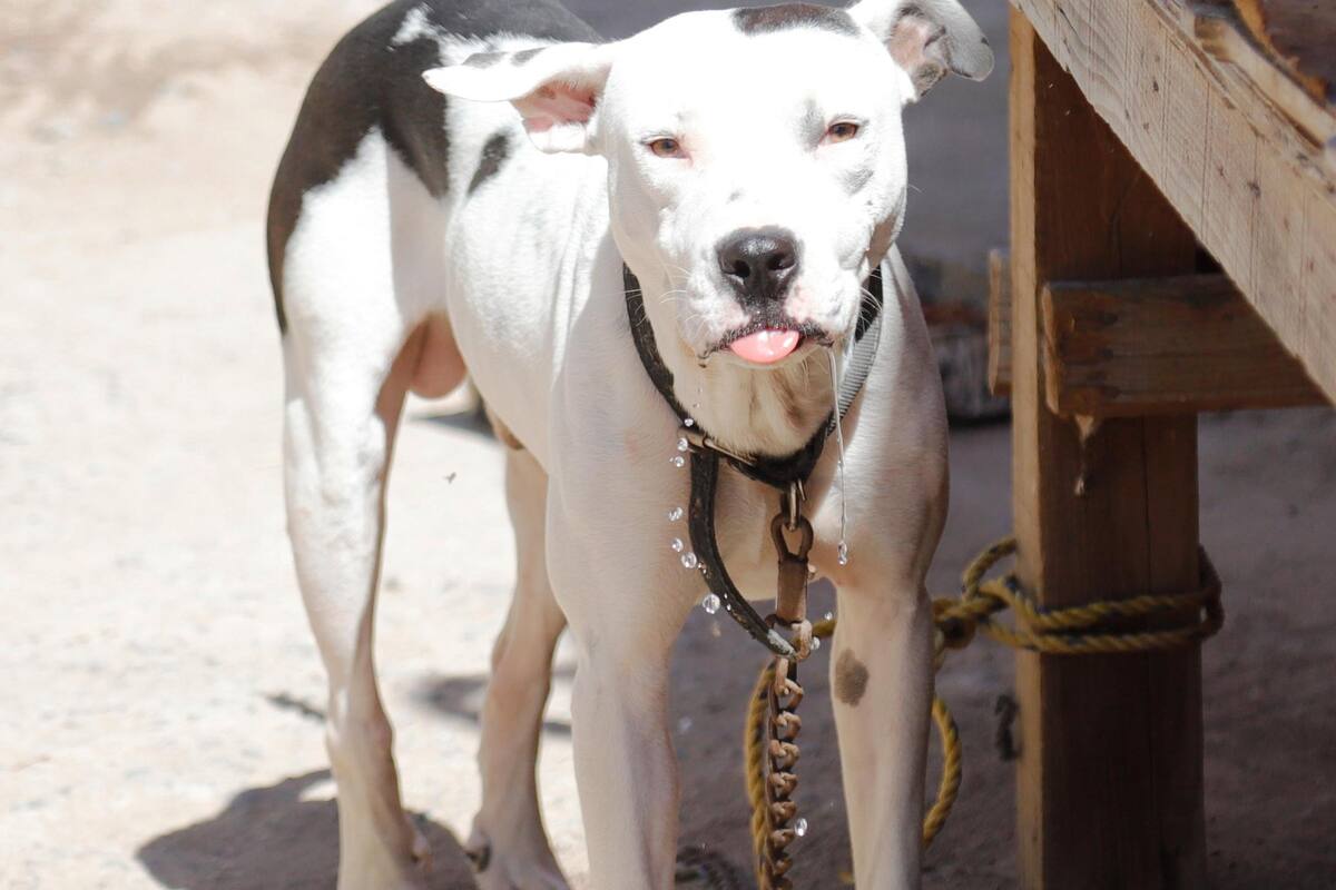 "Chino" se portó bien; le buscarán un nuevo hogar