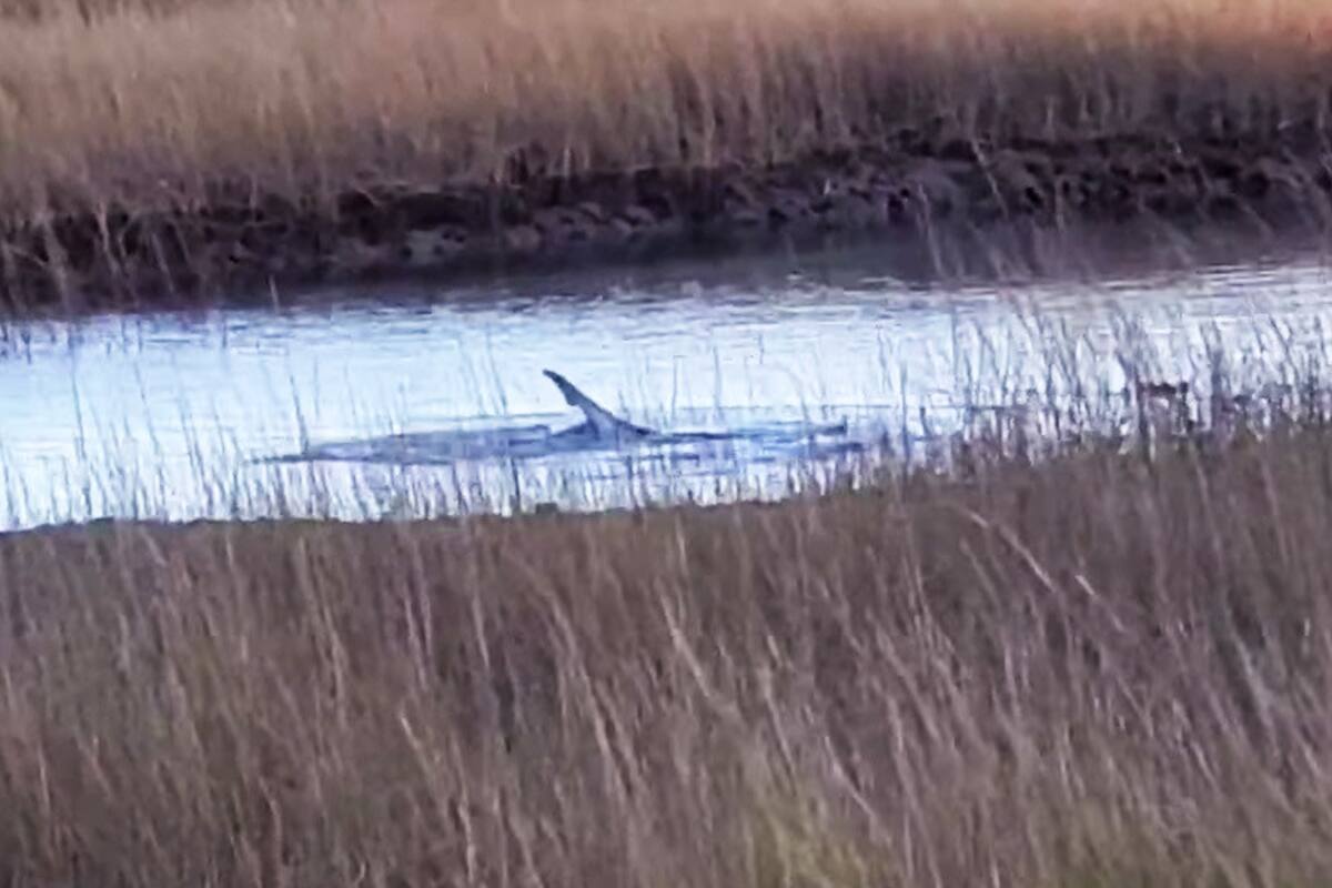 Mujer halla un tiburón en un pantano de Massachusetts