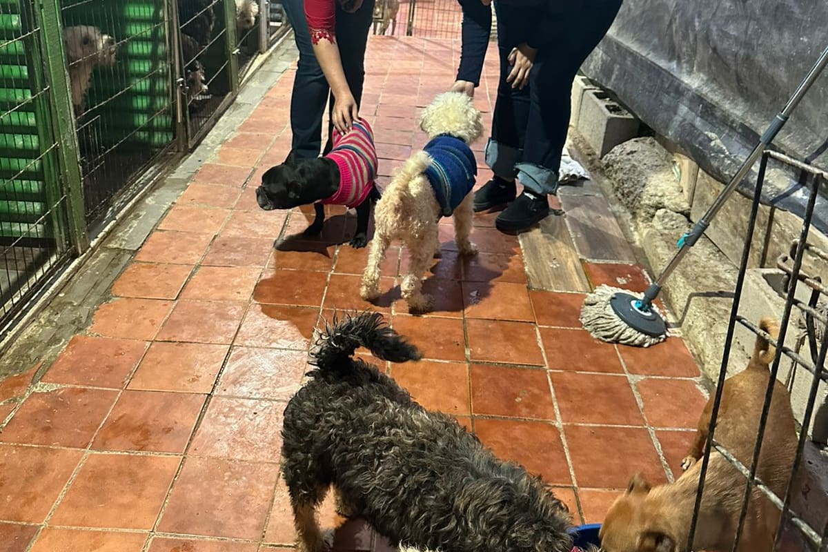 Abandonan en la calle a más perros en febrero en Tijuana
