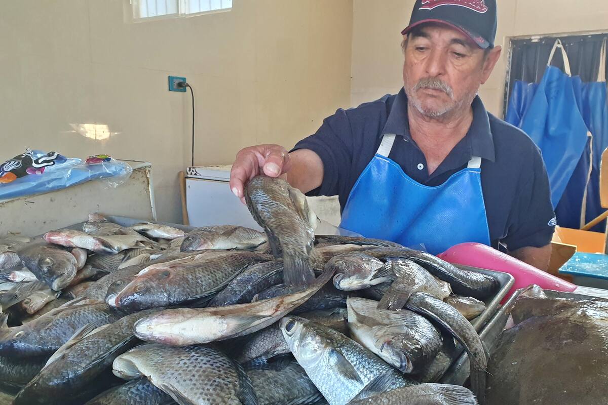 Mejora venta de pescados y mariscos en Obregón