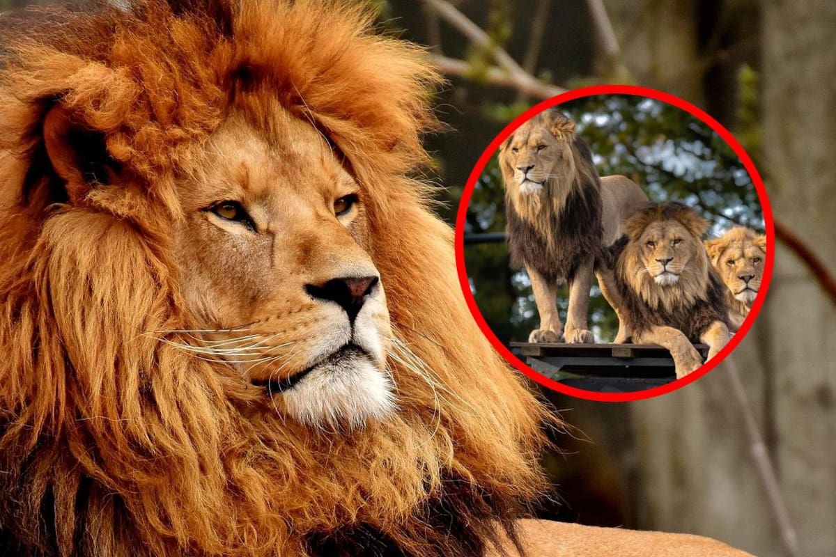 Día Mundial del León: 5 datos sorprendentes del rey de la selva que debes conocer