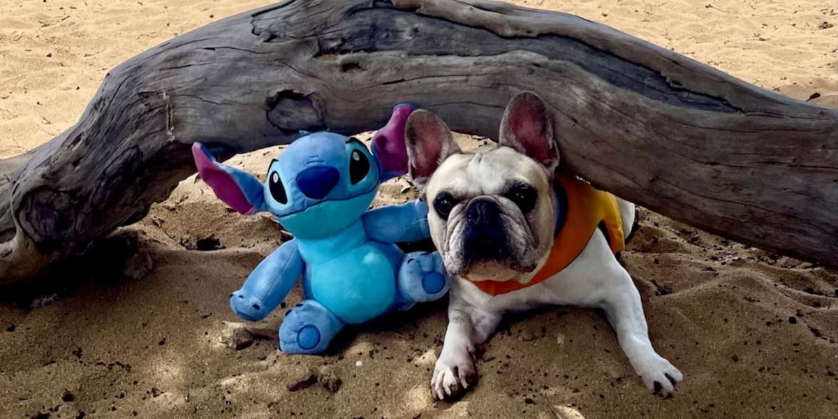 Dale, el bulldog francés que practica surf y acabó en la película 'Lilo & Stitch'.