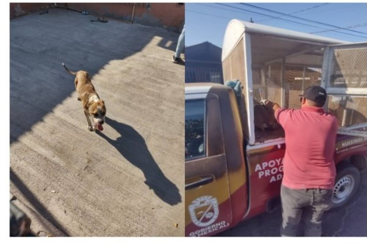 Un perro en condiciones de maltrato fue rescatado por Fiscalía General del Estado
