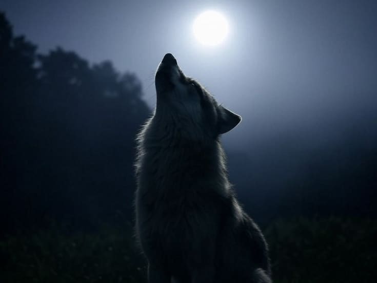 Francia autoriza sacrificar hasta 200 lobos ante aumento de ataques al ganado