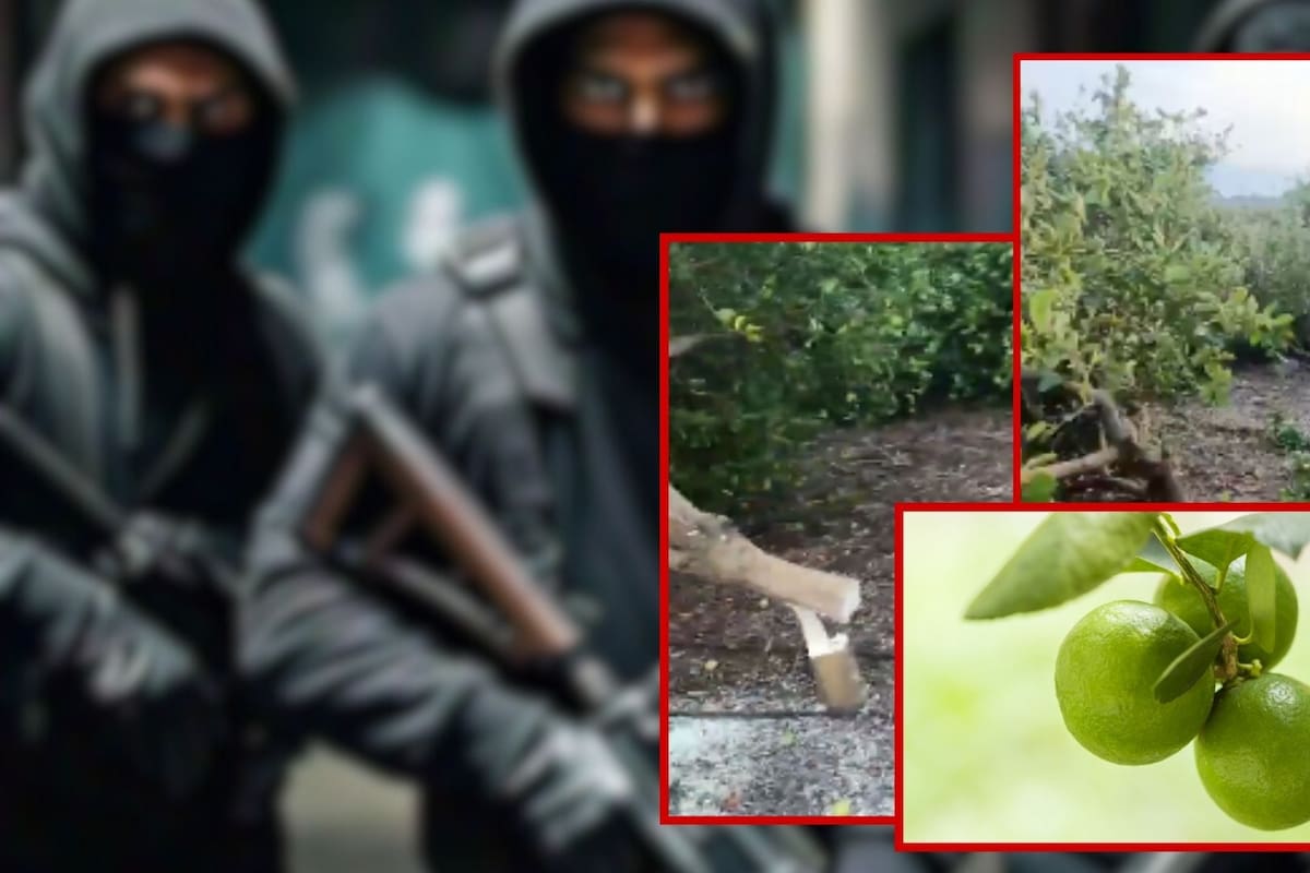 Por negarse a pagar cuotas, el crimen organizado destruye cultivos en Michoacán