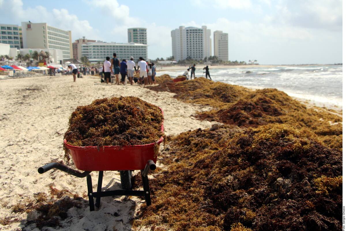 Huyen vacacionistas de playas del Caribe por sargazo
