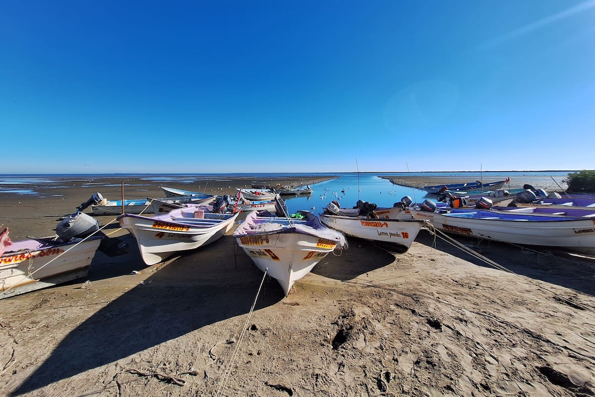 Consolida Sonora industria camaronícola