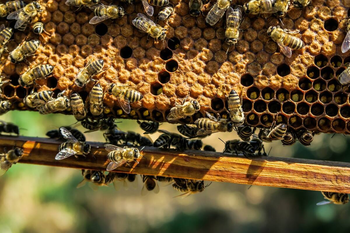 Balonazo a panal provoca ataque de abejas en CDMX