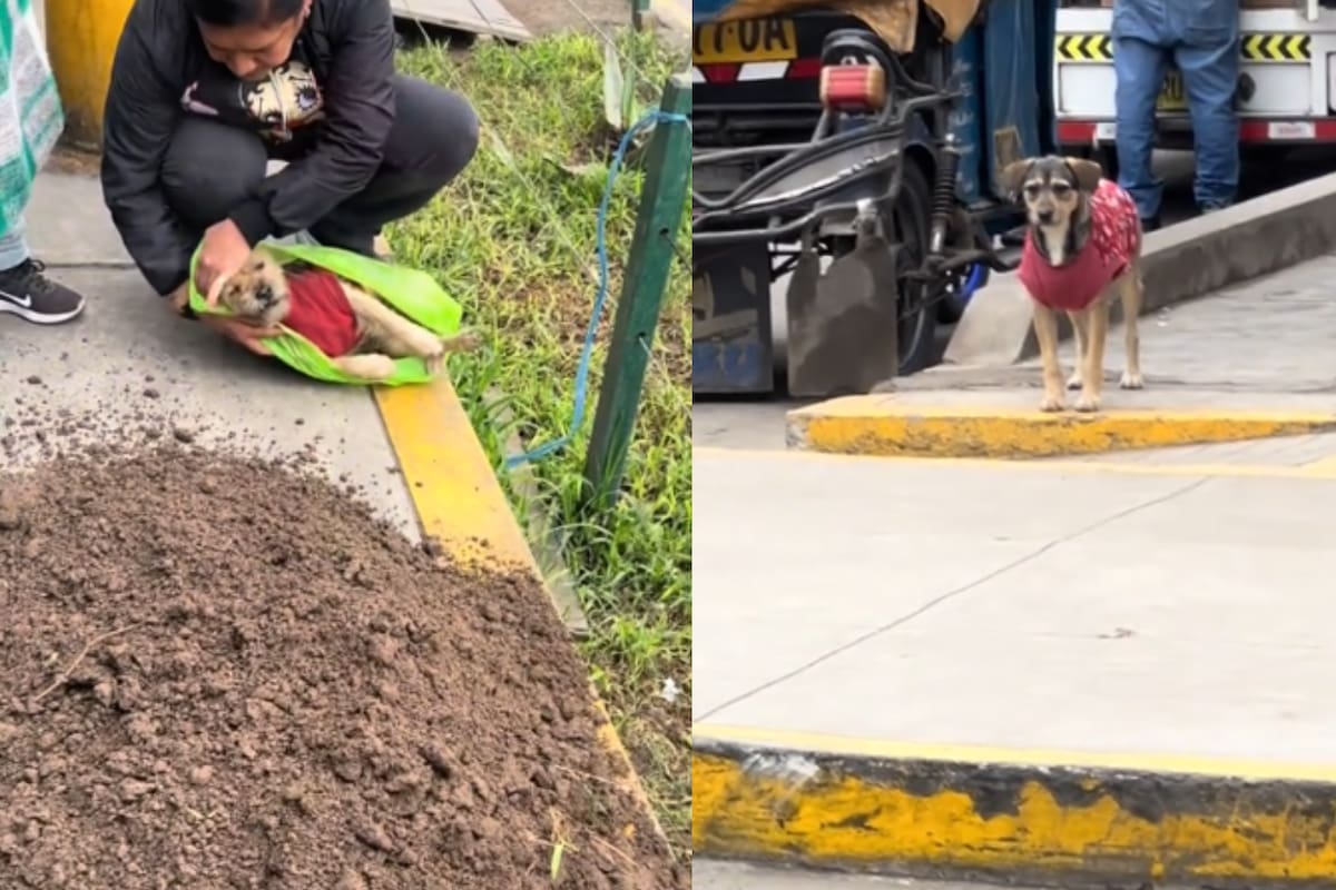 Vecinos le dan un entierro digno a un perrito callejero; su fiel compañera lo despidió desde el otro lado de la calle