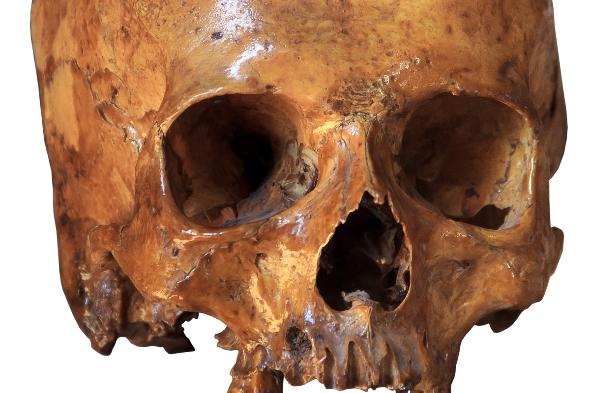 Descubren el cráneo de dos millones de años de un "primo" ancestral de los humanos