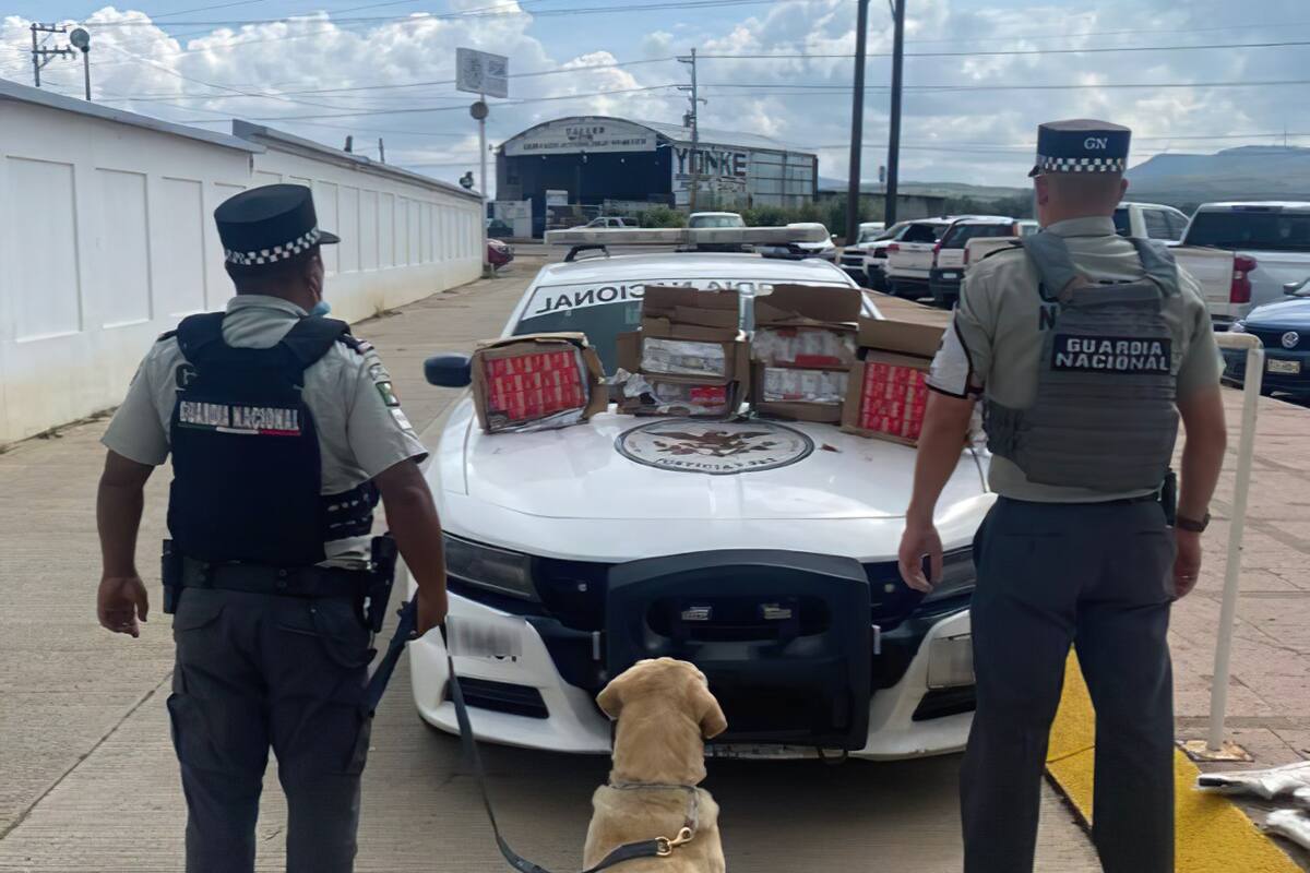 Binomio canino de Guardia Nacional detecta más de 6 mil cartuchos transportados por carretera de Zacatecas